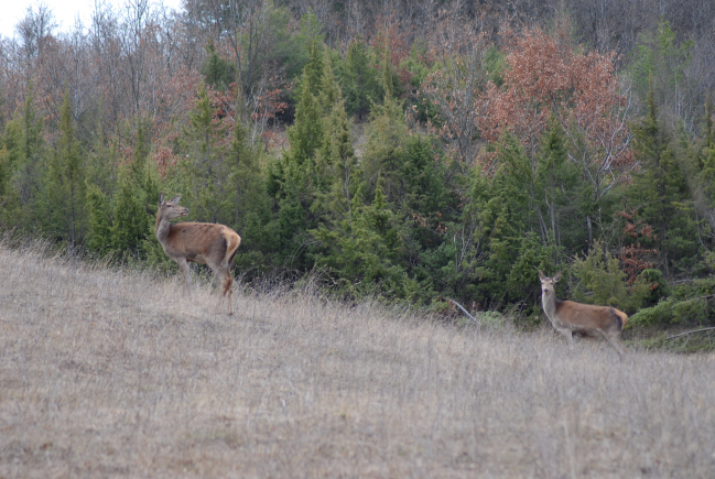 PASSIONE PER IL CERVO
